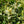 Load image into Gallery viewer, Goshiki False Holly - Osmanthus Other Shrubs - Shrubs
