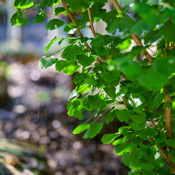 Grindstone Ginkgo - Ginkgo - Shade Trees