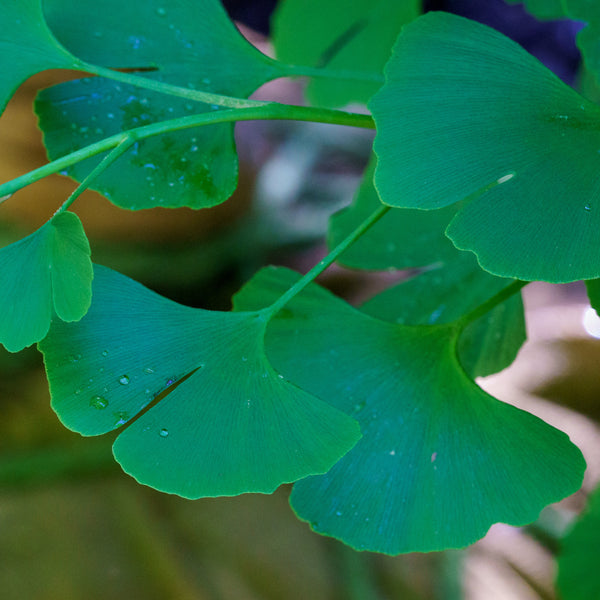 Grindstone Ginkgo - Ginkgo - Shade Trees