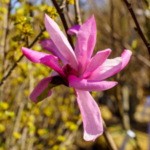 Galaxy Magnolia - Magnolia - Flowering Trees