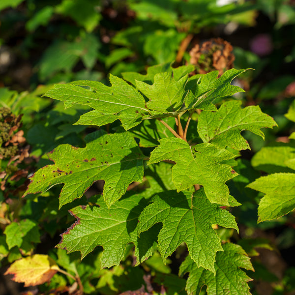 Gatsby Moon Oakleaf Hydrangea