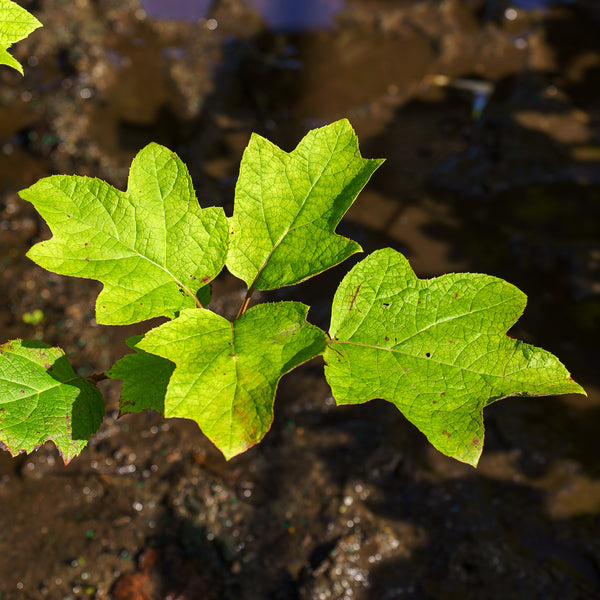 Gatsby Moon Oakleaf Hydrangea