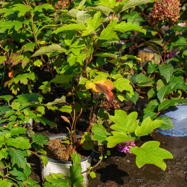 Gatsby Moon Oakleaf Hydrangea