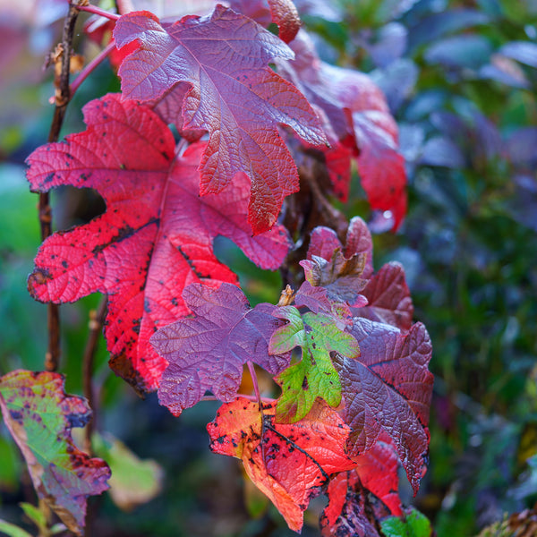 Gatsby Moon Oakleaf Hydrangea