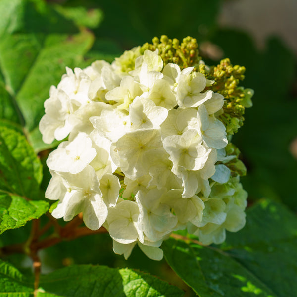 Gatsby Moon Oakleaf Hydrangea