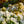 Load image into Gallery viewer, Girard&#39;s Pleasant White Evergreen Azalea - Azalea - Shrubs
