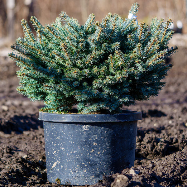 Dwarf Globe Colorado Blue Spruce - Spruce - Conifers