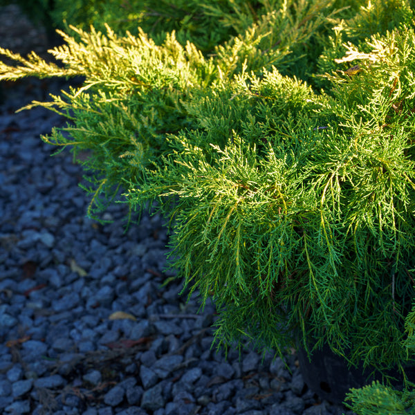 Gold Lace Juniper