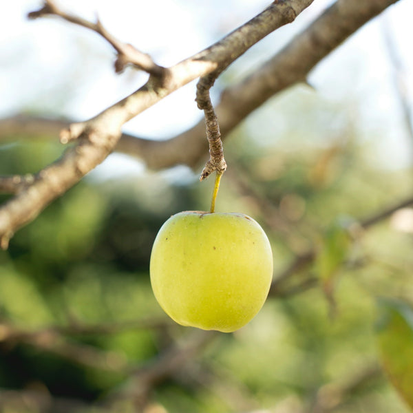 Golden Delicious Apple Tree - Apple - Fruit Trees