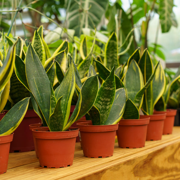 Golden Flame Snake Plant