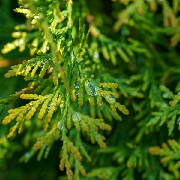 Golden Globe Arborvitae