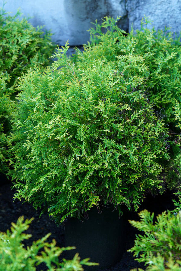 Golden Globe Arborvitae