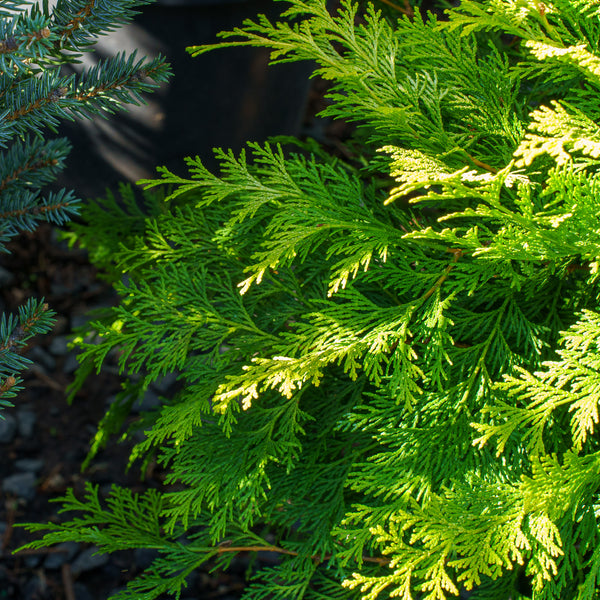 Golden Hinoki False Cypress