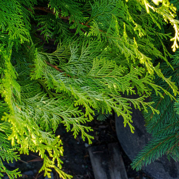 Golden Hinoki False Cypress