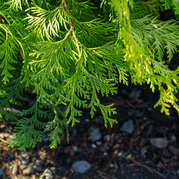 Golden Hinoki False Cypress