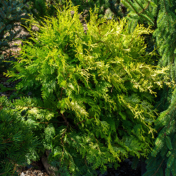 Golden Hinoki False Cypress