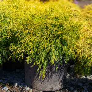 Golden Mop Threadleaf False Cypress - Cypress - Conifers