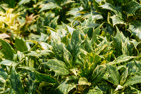 Goshiki False Holly - Osmanthus Other Shrubs - Shrubs