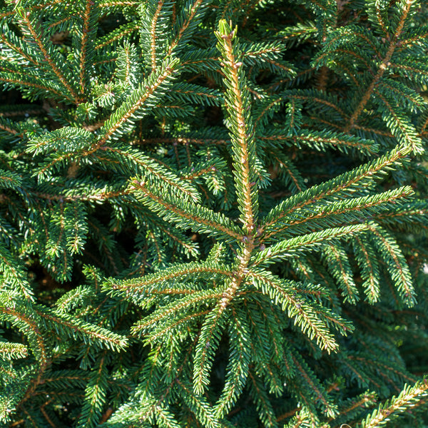Gowdy Oriental Spruce - Spruce - Conifers