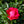 Load image into Gallery viewer, Grace N&#39; Grit Pink Shrub Rose
