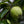 Load image into Gallery viewer, Granny Smith Apple Tree - Apple - Fruit Trees
