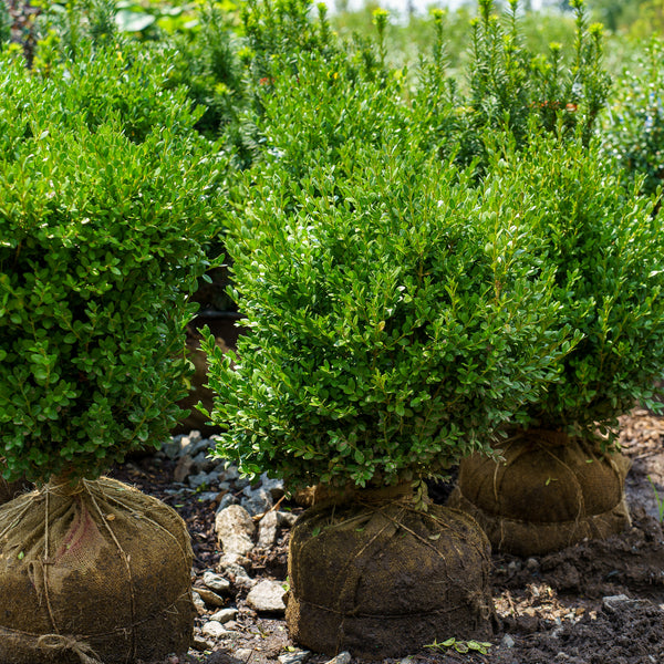 Barrel Form Green Mountain Boxwood