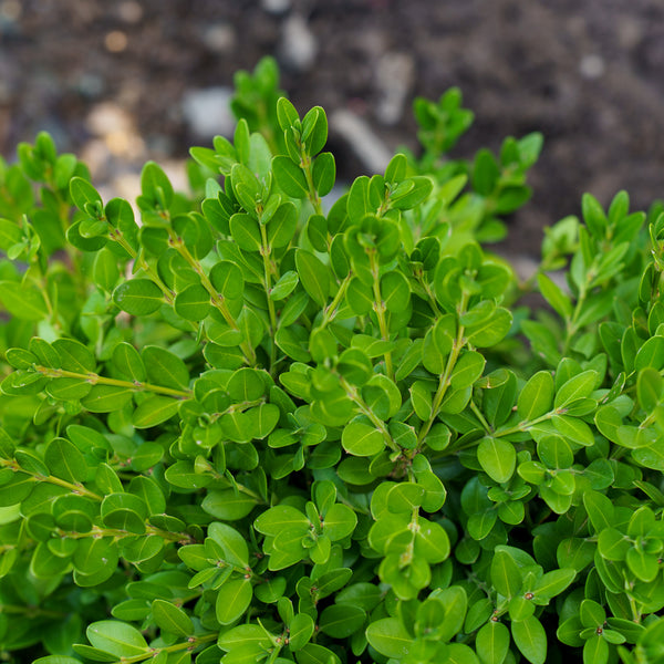 Barrel Form Green Mountain Boxwood