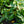 Load image into Gallery viewer, Greenfinity Cherry Laurel

