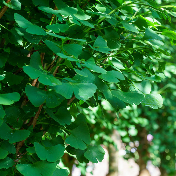 Grindstone Ginkgo - Ginkgo - Shade Trees