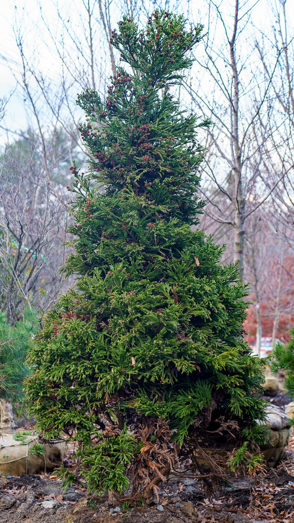 Gyokuryu Japanese Cedar