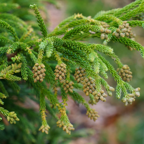 Gyokuryu Japanese Cedar