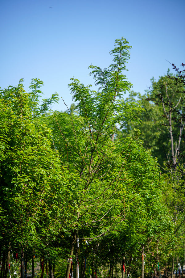 Halka Honeylocust - Honeylocust - Shade Trees