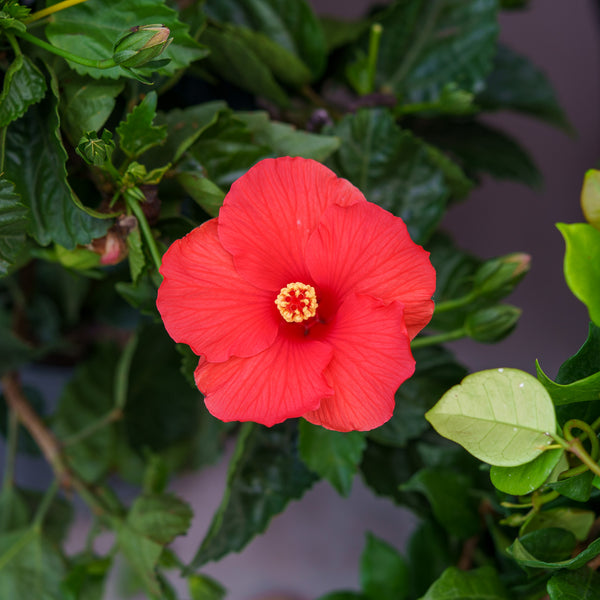 Hibiscus Bush