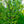 Load image into Gallery viewer, Halka Honeylocust - Honeylocust - Shade Trees

