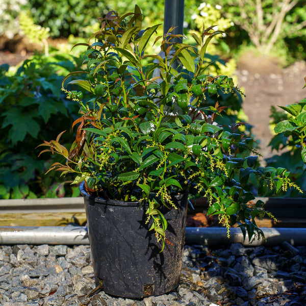 Halloween Japanese Leucothoe