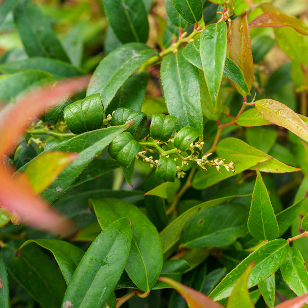 Halloween Japanese Leucothoe