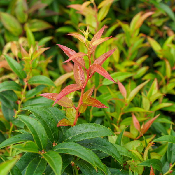 Halloween Japanese Leucothoe