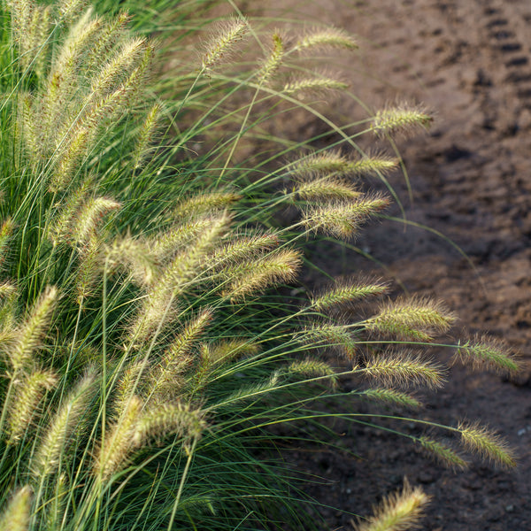 Hameln Fountain Grass