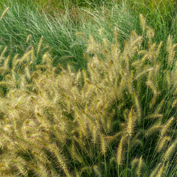 Hameln Fountain Grass