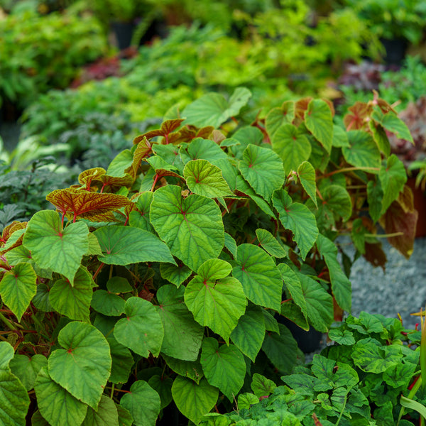 Hardy Begonia