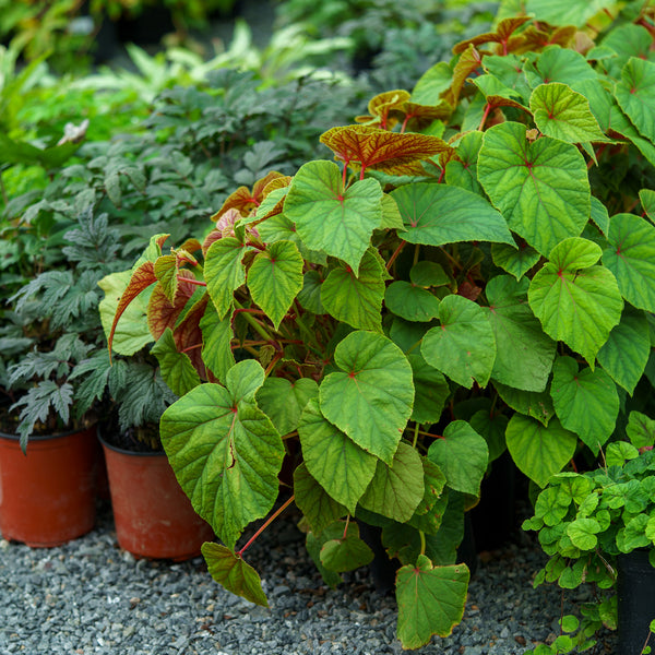 Hardy Begonia