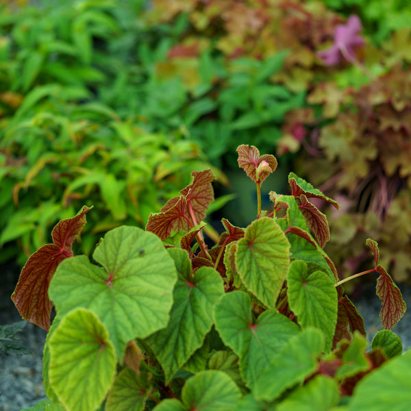 Hardy Begonia