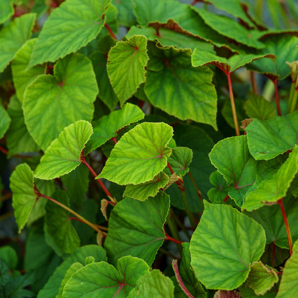 Hardy Begonia