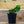 Load image into Gallery viewer, Heart Fern - Ferns Houseplant Ferns - Perennials

