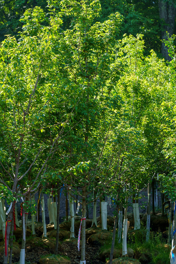 Hedge Maple - Maple - Shade Trees