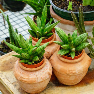 Hedgehog Snake Plant - Sansevieria - Houseplants