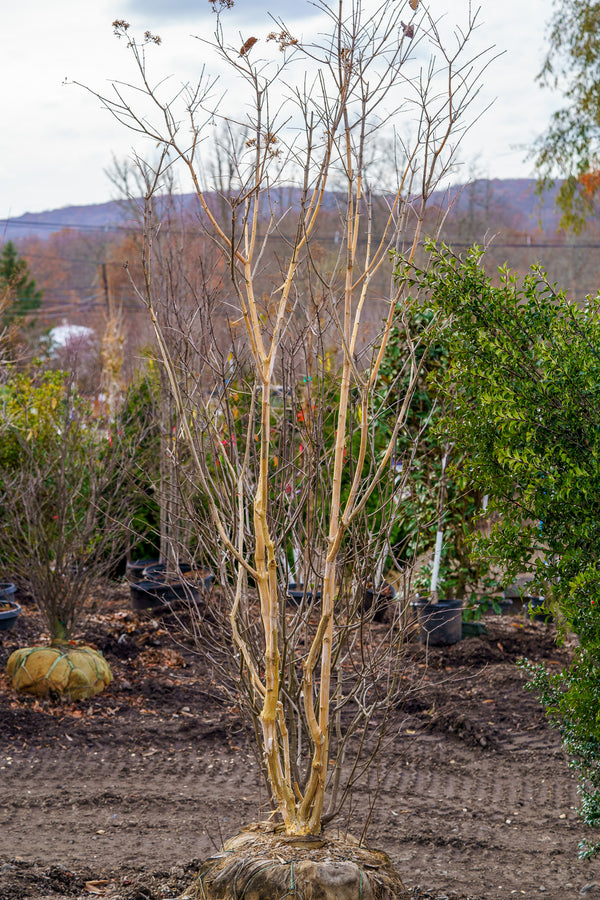 Seven Sons Tree - Other Flowering Trees - Flowering Trees