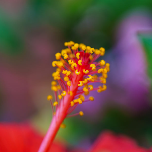 Hibiscus Bush