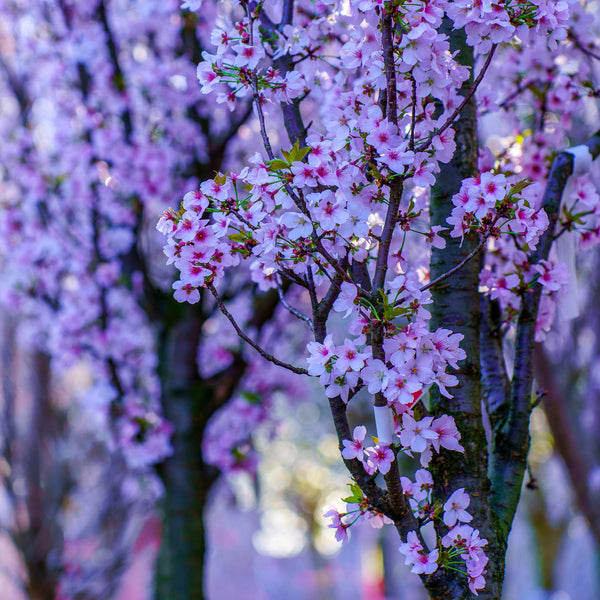 Hillieri Spire Japanese Cherry - Cherry - Flowering Trees