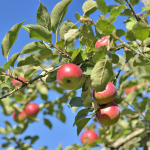 Honey Crisp Apple Tree - Apple - Fruit Trees